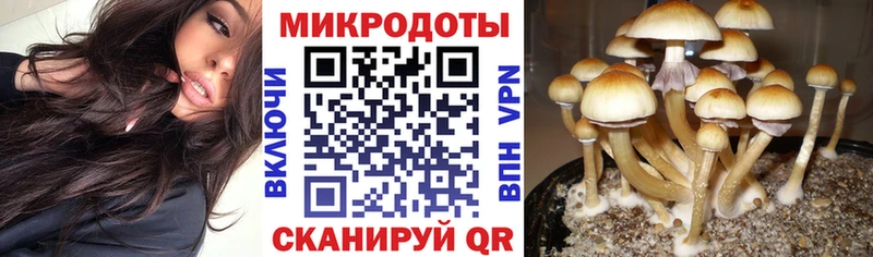 omg Мыски Псилоцибиновые грибы Cubensis